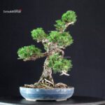 Pinus Thunbergii Kuromatsu Kotobuki - immagine 2