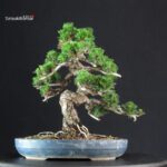 Pinus Thunbergii Kuromatsu Kotobuki - immagine 3