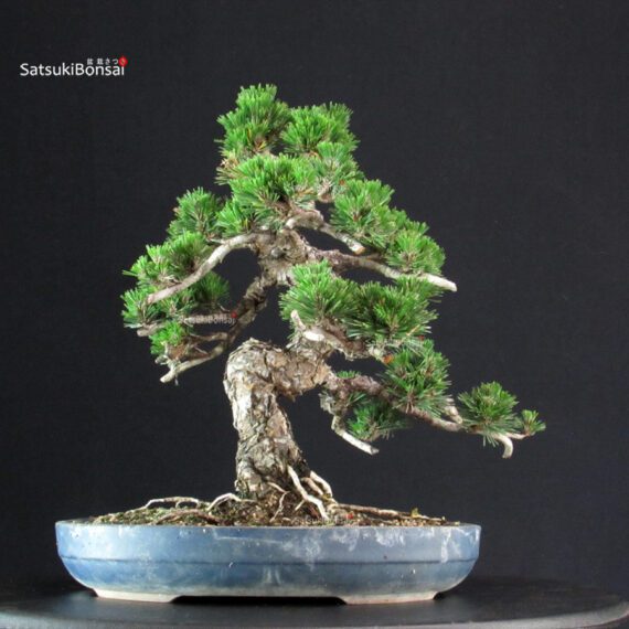 Pinus Thunbergii Kuromatsu Kotobuki - immagine 3