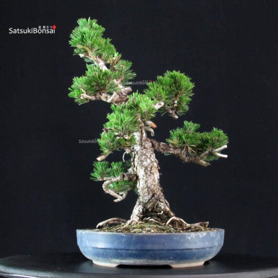 Pinus Thunbergii Kuromatsu Kotobuki - immagine 4