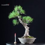 Pinus Thunbergii Kuromatsu