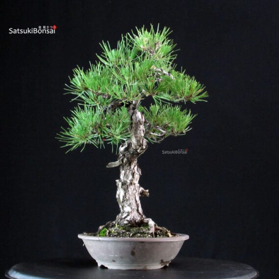 Pinus Thunbergii Kuromatsu - immagine 2