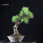 Pinus Thunbergii Kuromatsu - immagine 3
