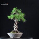 Pinus Thunbergii Kuromatsu - immagine 4