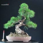 Pinus Thunbergii Kuromatsu
