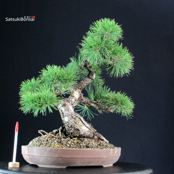 Pinus Thunbergii Kuromatsu - immagine 2