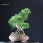 Pinus Thunbergii Kuromatsu - immagine 3
