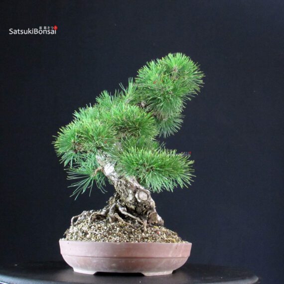 Pinus Thunbergii Kuromatsu - immagine 3