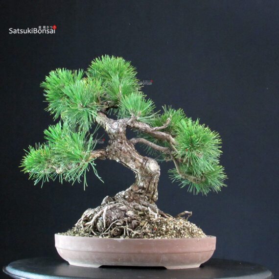 Pinus Thunbergii Kuromatsu - immagine 4