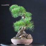 Pinus Thunbergii Kuromatsu - immagine 5