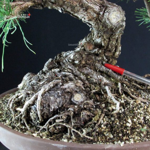 Pinus Thunbergii Kuromatsu - immagine 6