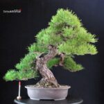 Pinus Thunbergii