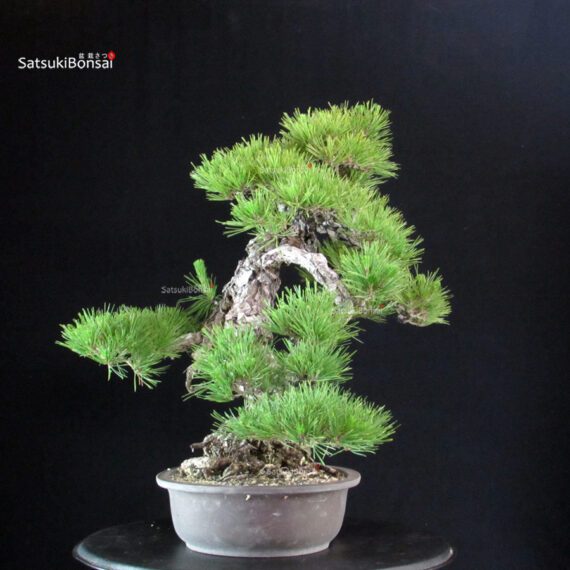 Pinus Thunbergii - immagine 2