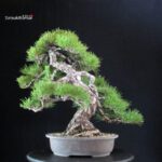 Pinus Thunbergii - immagine 3