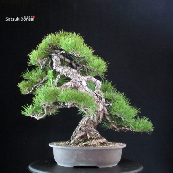 Pinus Thunbergii - immagine 3