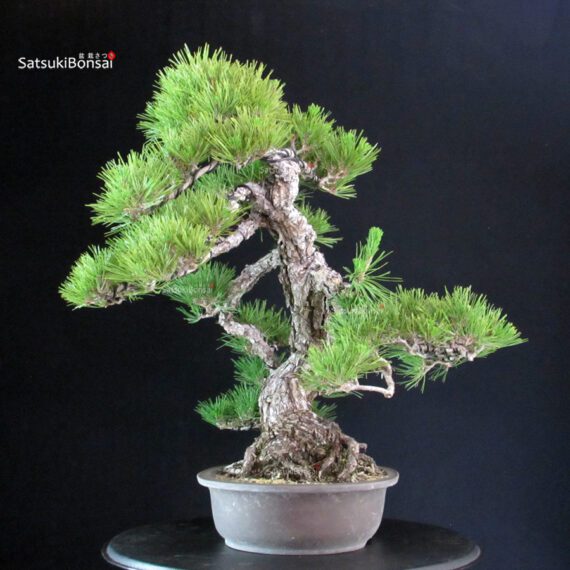 Pinus Thunbergii - immagine 4