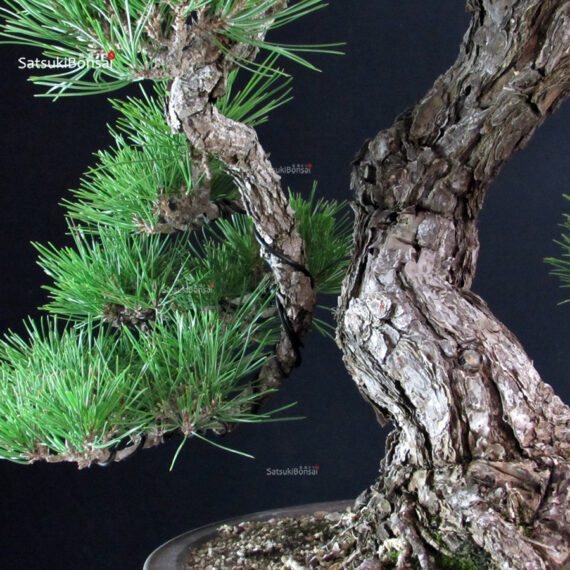 Pinus Thunbergii - immagine 5