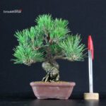 Pinus Thunbergii Kuromatsu