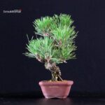 Pinus Thunbergii Kuromatsu - immagine 2