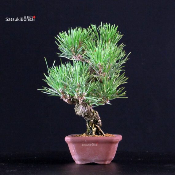 Pinus Thunbergii Kuromatsu - immagine 2