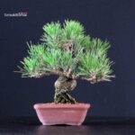 Pinus Thunbergii Kuromatsu - immagine 3