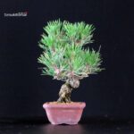Pinus Thunbergii Kuromatsu - immagine 4