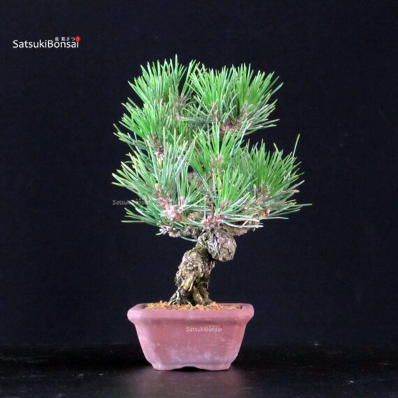 Pinus Thunbergii Kuromatsu - immagine 4