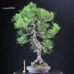 Pinus Thunbergii Kuromatsu bunjin