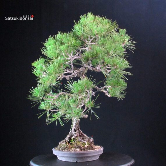 Pinus Thunbergii Kuromatsu bunjin - immagine 2