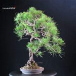 Pinus Thunbergii Kuromatsu bunjin - immagine 3