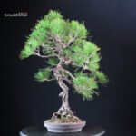 Pinus Thunbergii Kuromatsu bunjin - immagine 4