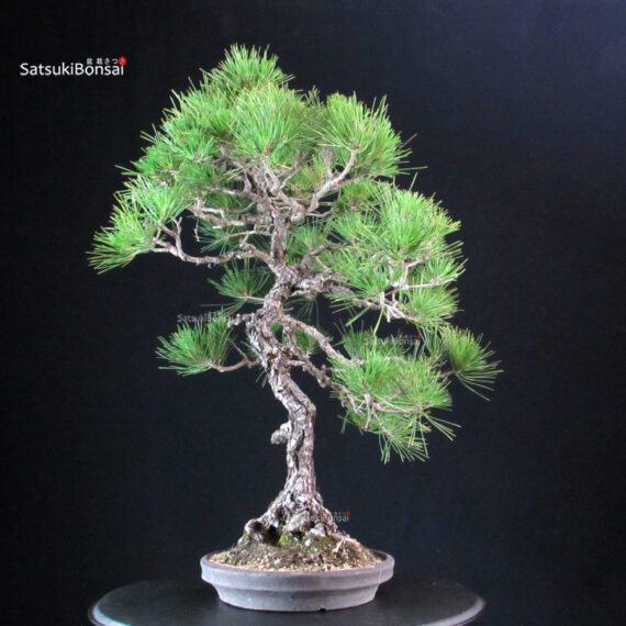 Pinus Thunbergii Kuromatsu bunjin - immagine 4
