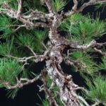 Pinus Thunbergii Kuromatsu bunjin - immagine 5