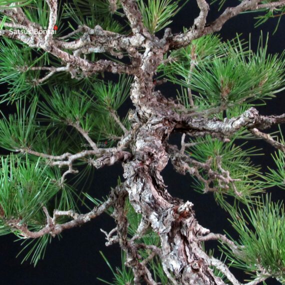 Pinus Thunbergii Kuromatsu bunjin - immagine 5