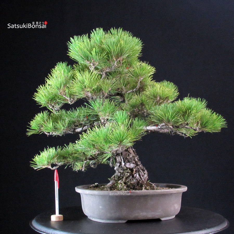 6343_1-Pinus-thunbergii-pino-nero Pinus Thunbergii Kuromatsu - immagine 1