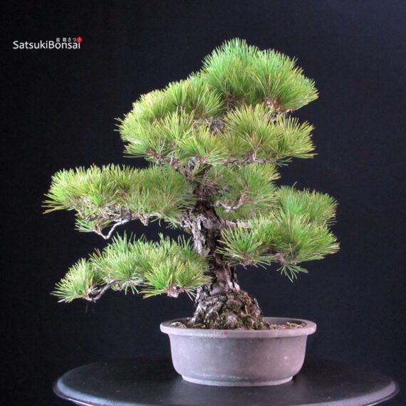 Pinus Thunbergii Kuromatsu - immagine 2
