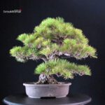 Pinus Thunbergii Kuromatsu - immagine 3