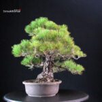 Pinus Thunbergii Kuromatsu - immagine 4