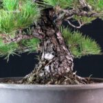 Pinus Thunbergii Kuromatsu - immagine 5