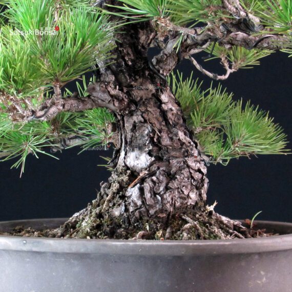Pinus Thunbergii Kuromatsu - immagine 5