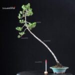 Pinus Thunbergii Kuromatsu Kotobuki