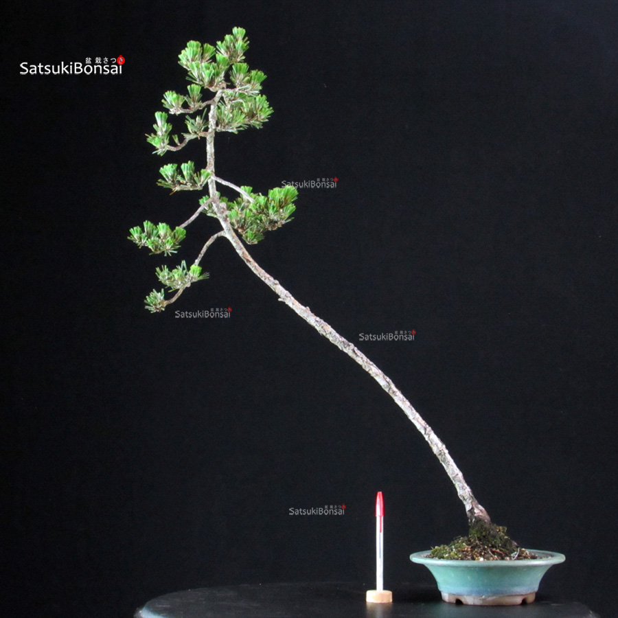 6347_1-Pinus-thunbergii-kuromatsu-kotobuki Pinus Thunbergii Kuromatsu Kotobuki - immagine 1