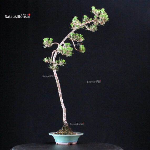 Pinus Thunbergii Kuromatsu Kotobuki - immagine 2