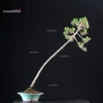 Pinus Thunbergii Kuromatsu Kotobuki - immagine 3