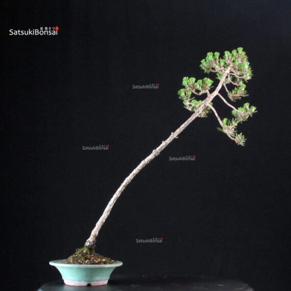 Pinus Thunbergii Kuromatsu Kotobuki - immagine 3
