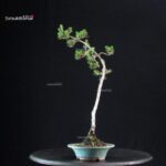 Pinus Thunbergii Kuromatsu Kotobuki - immagine 4
