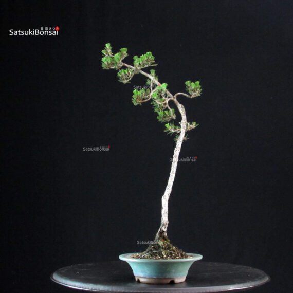 Pinus Thunbergii Kuromatsu Kotobuki - immagine 4