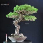 Pinus Thunbergii