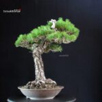 Pinus Thunbergii - immagine 2