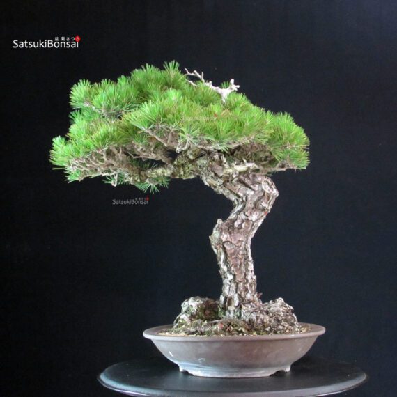 Pinus Thunbergii - immagine 3